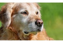 Caring For Older Dogs
