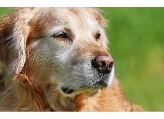Caring For Older Dogs