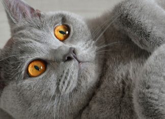 Cat Travel Checklist