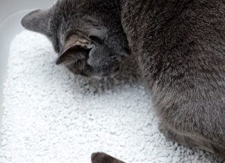 Cleaning Cat Messages