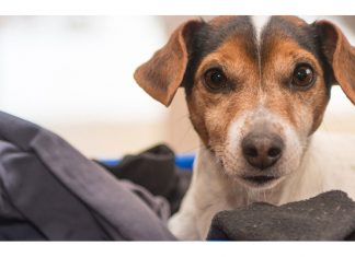 Dog Safety And Some Common Household Hazards
