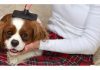Dog Sports