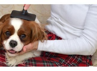 Dog Sports
