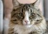 Facts About Cats