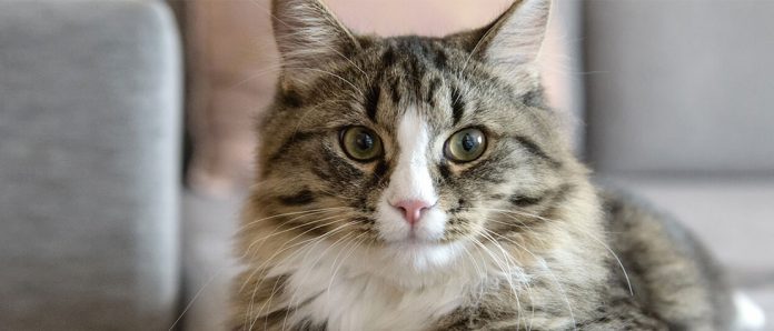 Facts About Cats