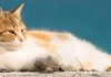 Summertime Cat Safety