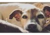 Types of Dog Beds