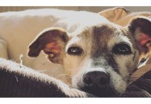 Types of Dog Beds