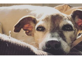 Types of Dog Beds